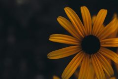 Rudbeckien